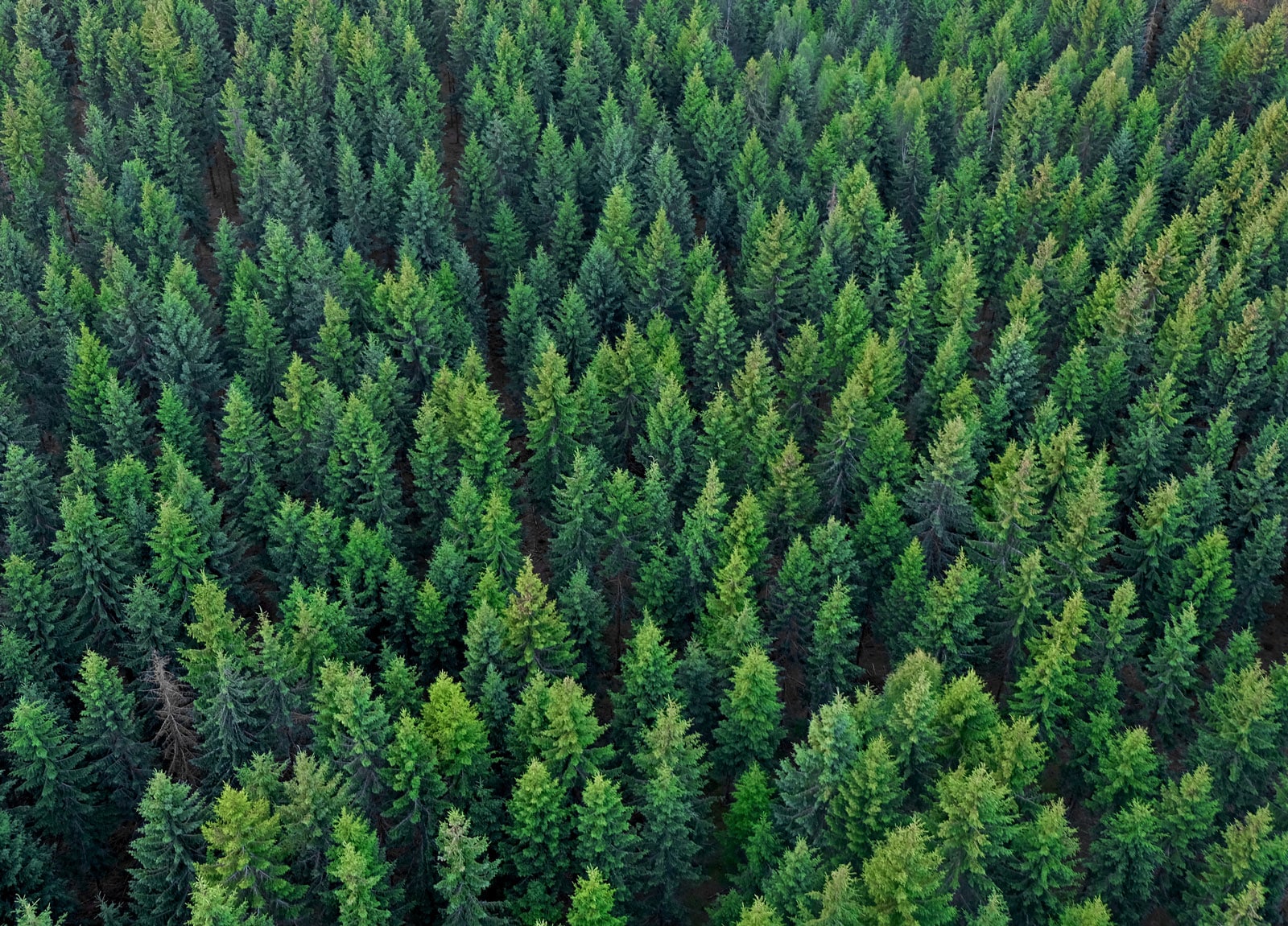 Trees in Forrest